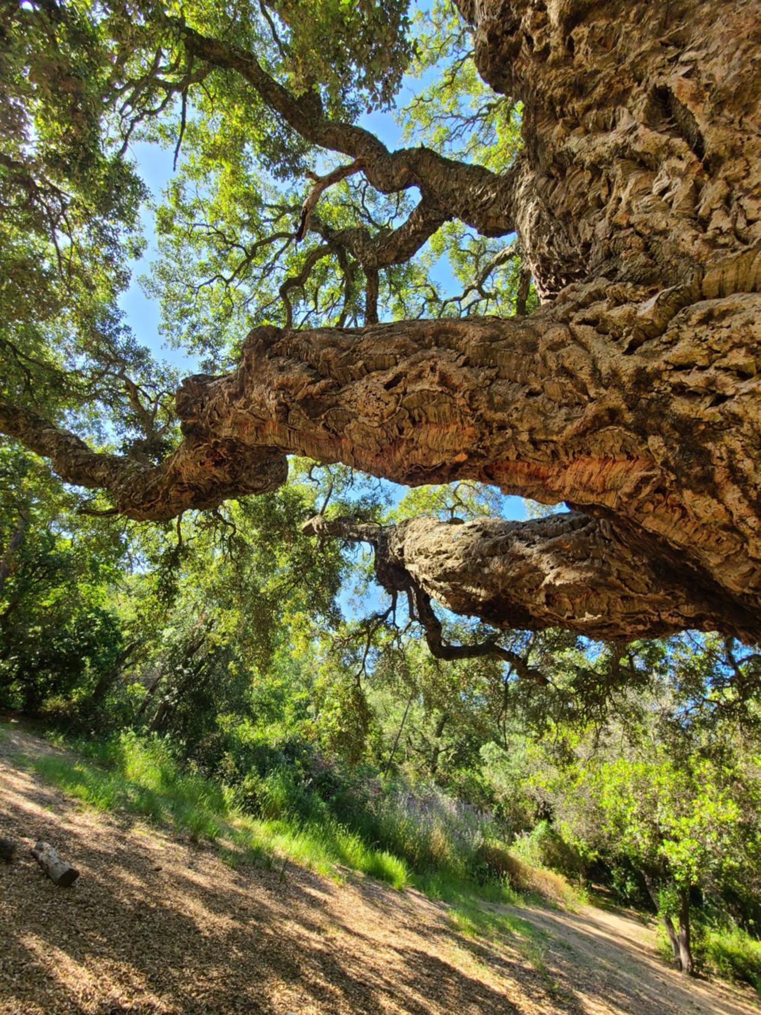 Evasion Nature A Cap Esterel Jardin, Mer & Golf Tout Confort Saint-Raphaël Exteriör bild